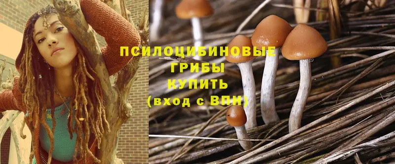 Псилоцибиновые грибы Cubensis  Апрелевка 